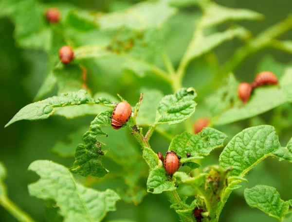 Nasty young Colorado beetles — Stock Photo, Image