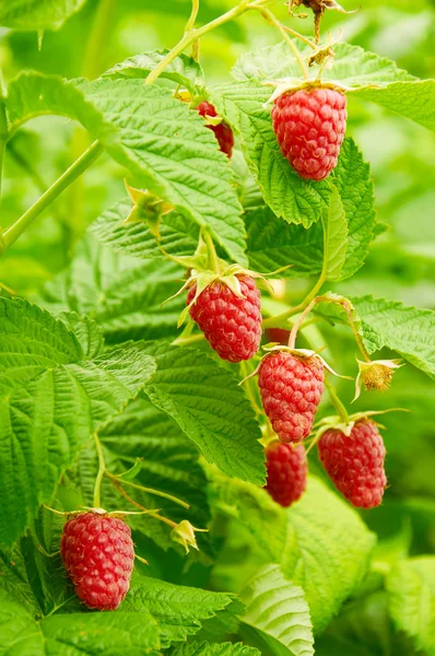 Plusieurs framboises rouges mûres poussant — Photo