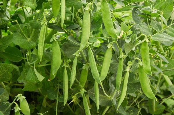 bezelye doğal arka plan oluşturun