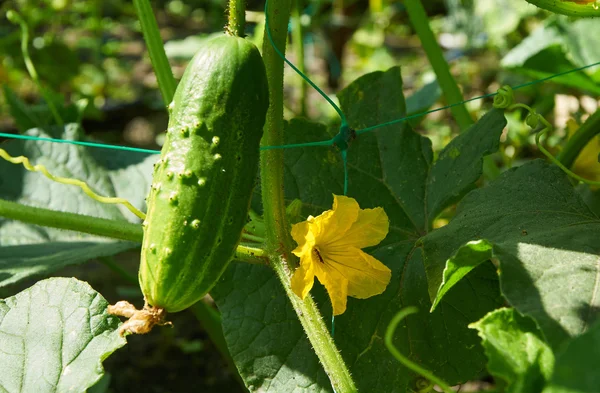 Cucumber in bright sunlight — Stock Photo, Image