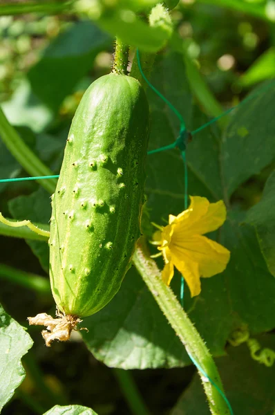 Cucumber in bright sunlight — Stock Photo, Image