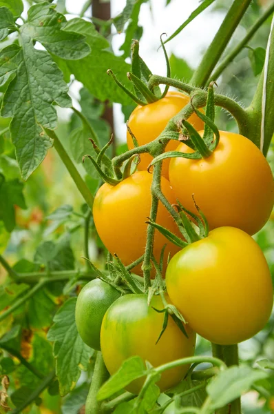 Branch of yellow tomato — Stock Photo, Image