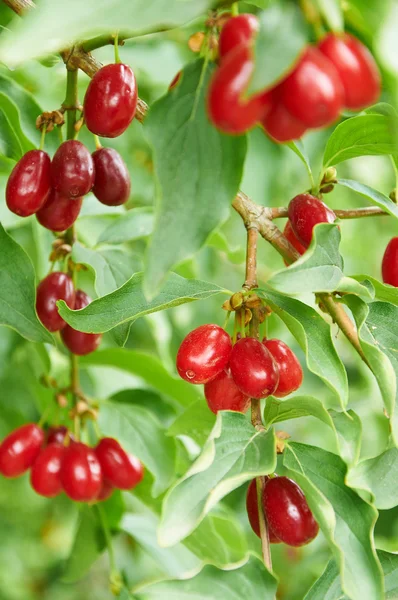 Bayas rojas brillantes de cornel en la rama — Foto de Stock