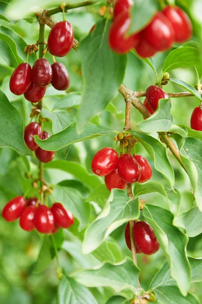 Bayas rojas brillantes de cornel en la rama — Foto de Stock