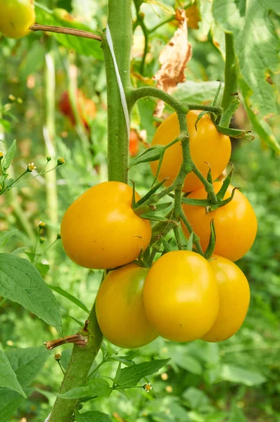 Branch of yellow tomato — Stock Photo, Image