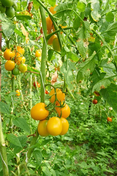 Tamato amarelo plantas — Fotografia de Stock