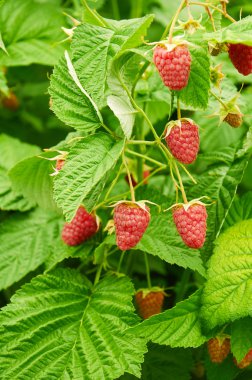 Olgun kırmızı ahududular yetişiyor.