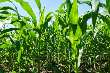 Yeşil mısır tarlası