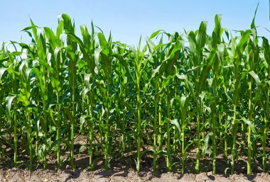 Yeşil mısır tarlası