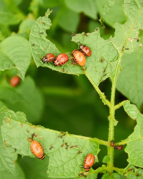 Nasty young Colorado beetles — Stock Photo, Image