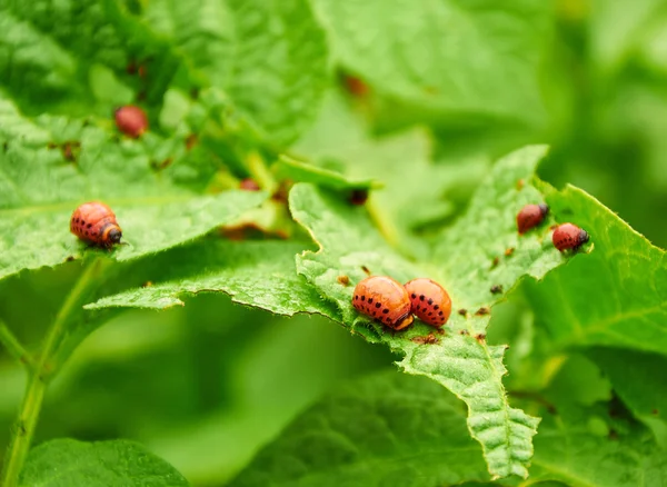 Nasty young Colorado beetles — Stock Photo, Image