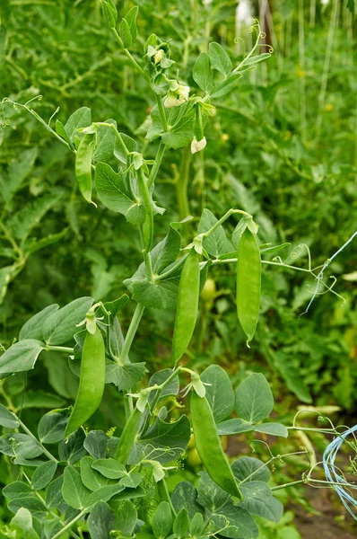 Bush of pea with unripe pods — Stock Photo, Image