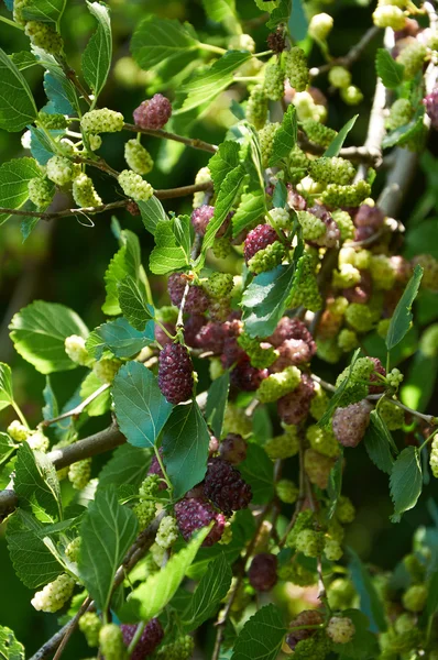 지점에 라이트 퍼플 mulberries — 스톡 사진