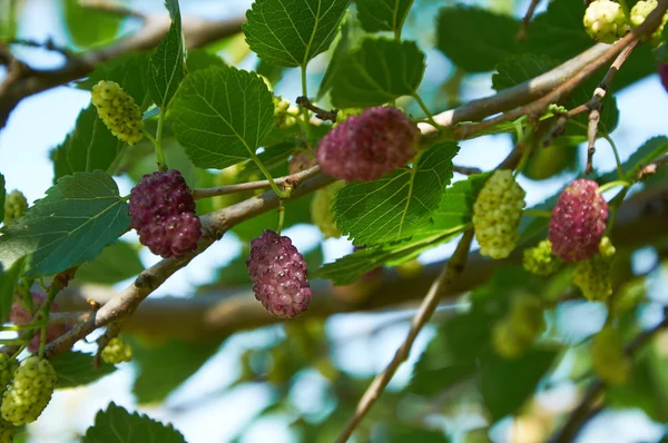 지점에 라이트 퍼플 mulberries — 스톡 사진