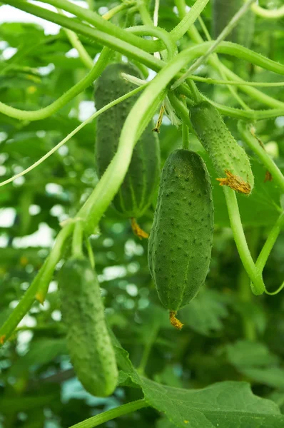 Plusieurs concombres verts poussant en serre — Photo