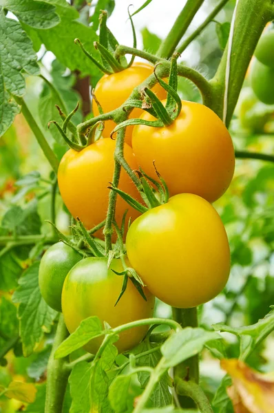 Branche de tomate jaune — Photo