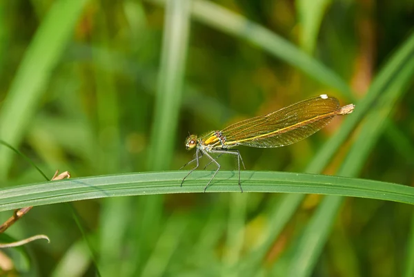 Gouden dragonfly op het blad — Stockfoto