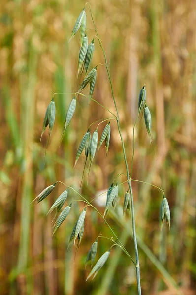 Groene stam van onrijpe haver — Stockfoto