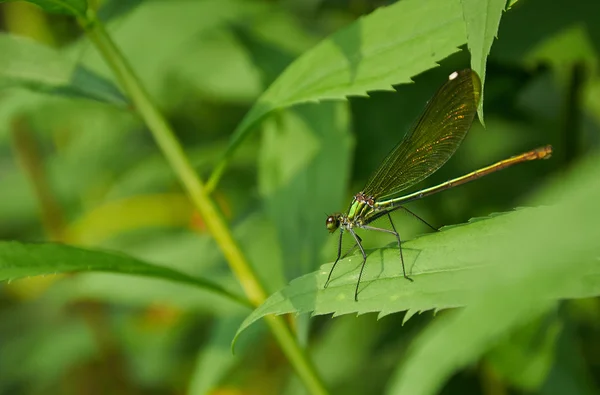 Libellule verte sur la feuille — Photo