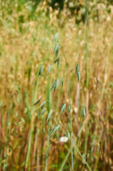 Green stem of unripe oat — Stock Photo, Image