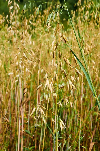 Groene stam van onrijpe haver — Stockfoto