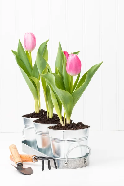 Cserepes tulipán portré — Stock Fotó