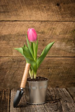 Rustik Tulip arka plan