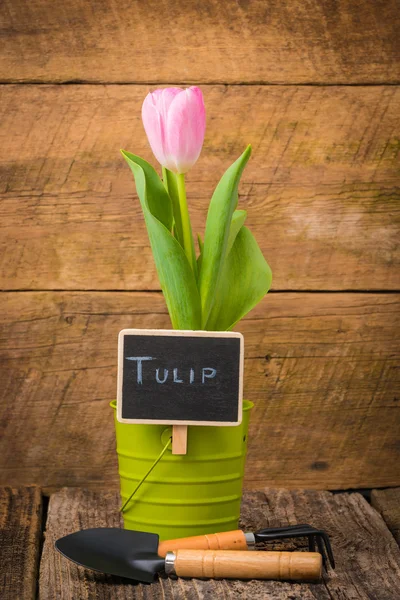 Tulipán és a jel — Stock Fotó