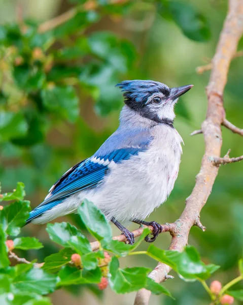 Blue Jay appollaiato — Foto Stock