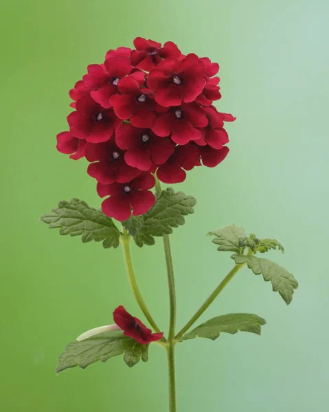 Verbena Vermelho Vibrante Verbena Rigida Fotografado Contra Fundo Verde — Fotografia de Stock