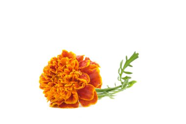 Güzel turuncu çifte kadife çiçekleri, beyaz arka planda çekilmiş Tagetes patula..