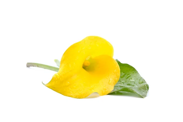 Krásné Žluté Calla Lily Zantedeschia Rehmannii Vyfocené Bílém Pozadí — Stock fotografie