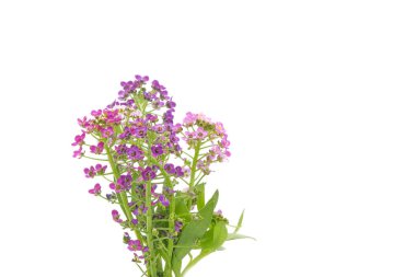 Tatlı Alyssum Sprigs, Lobularia Denizcilik, beyaz bir arka planda fotoğraflandı.