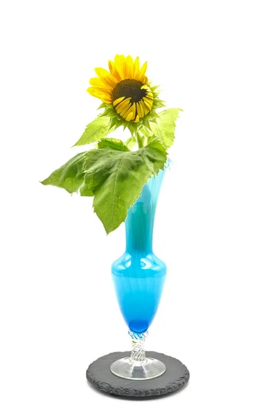Teilweise Geöffnete Sonnenblume Einer Blauen Vase Auf Weißem Hintergrund — Stockfoto