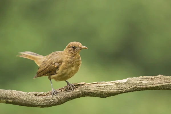 Klei-gekleurde lijsters-juveniele — Stockfoto