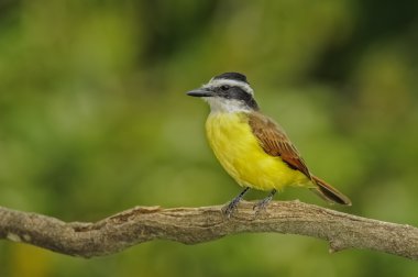 büyük kiskadee