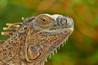 Yeşil iguana portre