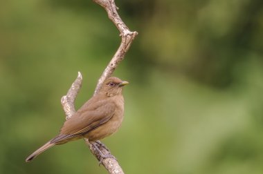 Kil renkli pamukçuk portre