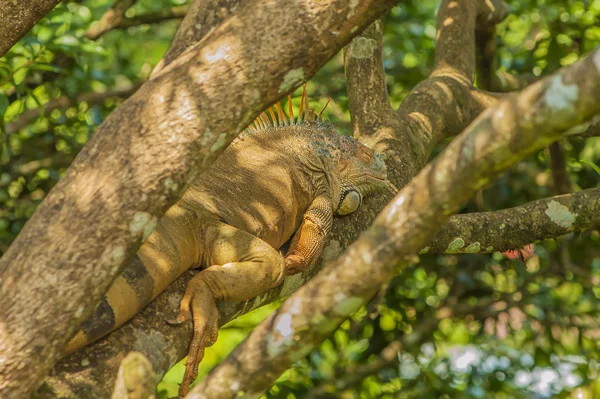 Iguana crogiolante — Foto Stock