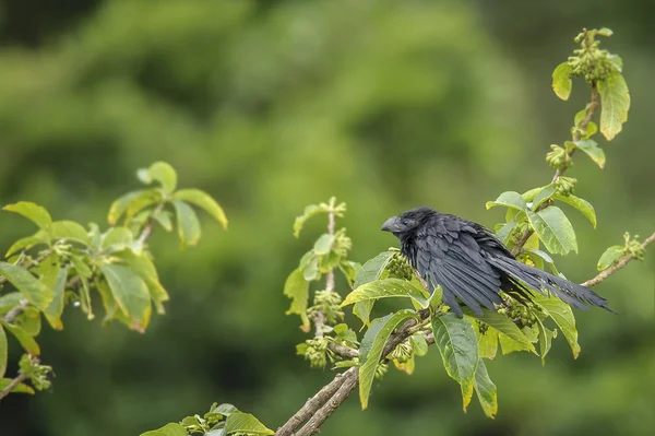 Groove-billed Ani — Stock Photo, Image