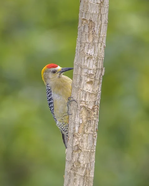 Pájaro carpintero Hoffmanns — Foto de Stock