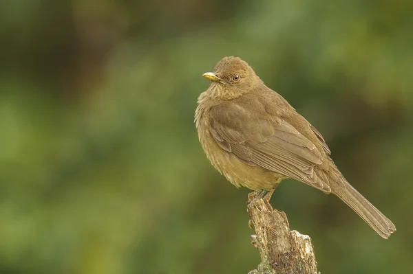 Clay-colored Thrush — Stock Photo, Image