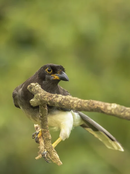 Brown Jay — Stock Photo, Image