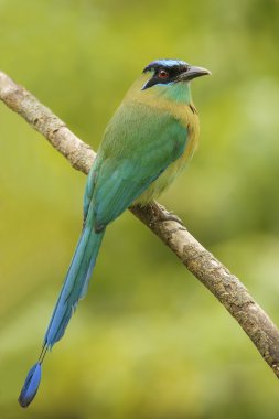 mavi tepeli motmot