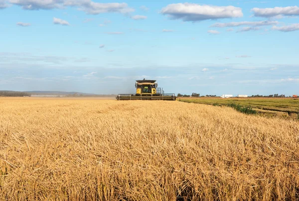 Colheita Arroz Fazenda Perto Griffith Nova Gales Sul Austrália — Fotografia de Stock