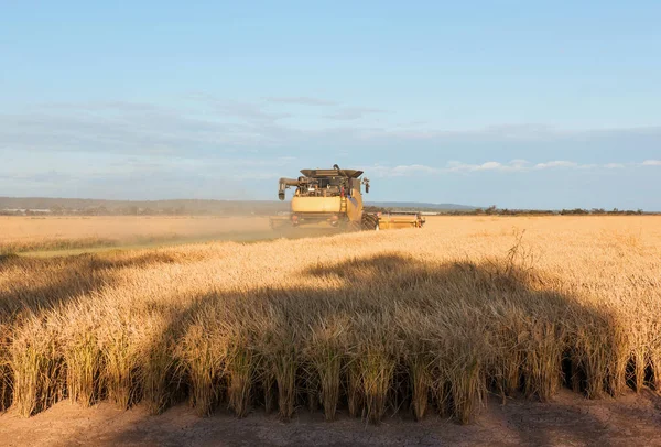Συγκομιδή Ρυζιού Στο Αγρόκτημα Κοντά Στο Griffith Στη Νέα Νότια — Φωτογραφία Αρχείου