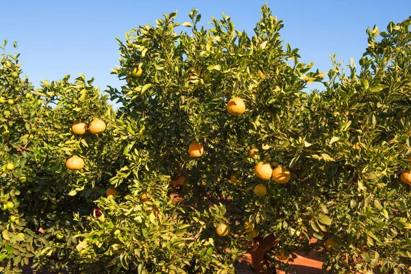 Apelsinträd Som Växer Fruktträdgård Nära Griffith New South Wales Australien — Stockfoto