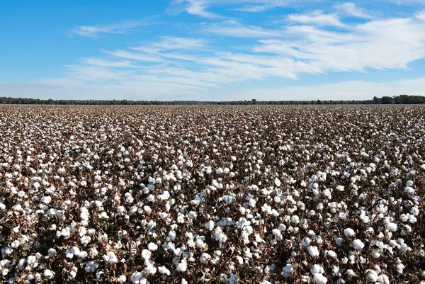 Cotton Ready Harvest Griffith New South Wales Australia — Stock Photo, Image