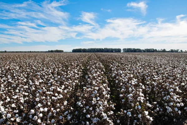 Cotone Pronto Raccolto Vicino Griffith Nel Nuovo Galles Del Sud — Foto Stock