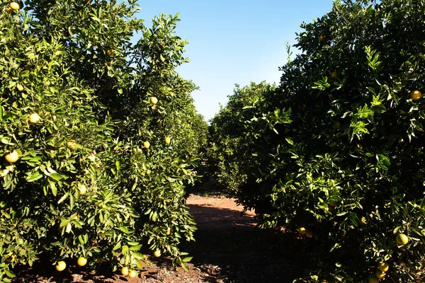 Apelsinträd Som Växer Fruktträdgård Nära Griffith New South Wales Australien Stockbild